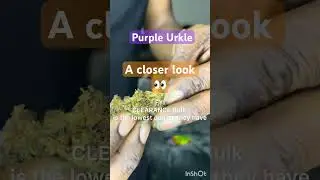 Fresh THCA weed through the mail! See for yourself! Description 👀👉🏾👇🏾 #review #legal