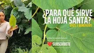 &iquest;Para qu&eacute; sirve la hoja santa y c&oacute;mo se usa?