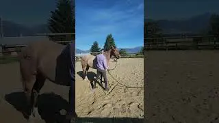 Gentling a Horse with a Spray Bottle #shorts
