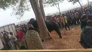 মতিলাল  মাহাত   চিনিবাস  মাহাত  কাড়া  লড়াই 