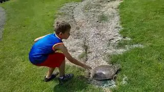 fast turtle Surprise - Huge 🐢 we ran into at the golf course