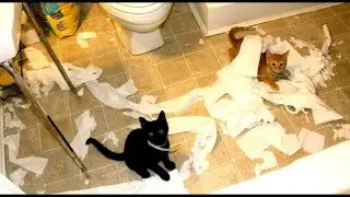 Cats Destroying Everything | Funny Pet Compilation - Cico & JJ #23