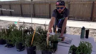 How do Herbicides Work OFD 2020