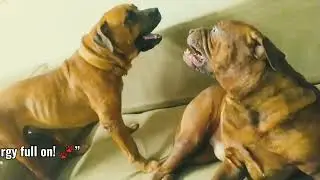 &ldquo;Dogs Face-to-Face Fight | Friday Playful Madness 🐶🔥&rdquo;