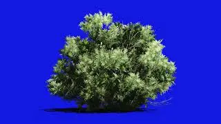 Bushes Plant in Blue Screen