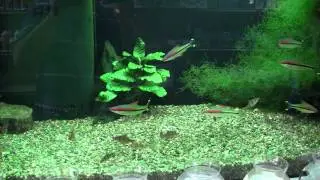 Denisonii Barbs @ Trilby Tropicals