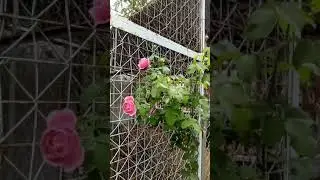 CHANT ROSE MISATO/ SOEUR EMMANUELLE/DIETER MULLER/TOEWERTING ROSE MAGIC