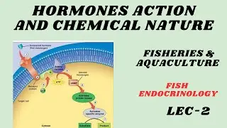 Hormones action and Chemical Nature/Fish endocrinology