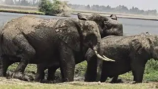 Male Lion Quenching Thirst in Maasai Mara, Kenya | African Wildlife 8K