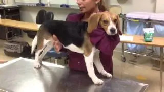 Restrain in standing with a hand muzzle