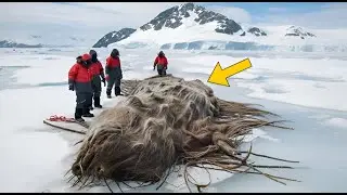 Des scientifiques stupéfaits par une découverte en Alaska — elle pourrait changer le monde..