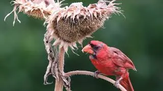 Cardinal Eating From a Sunflower 8.1.25