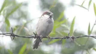 House Sparrow, Passer domesticus indicus, Mount Abu, Rajasthan, India, 6 Aug 2025 (25)
