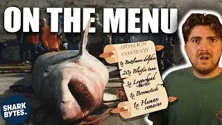 What Do Mediterranean Great White Sharks Really Eat?