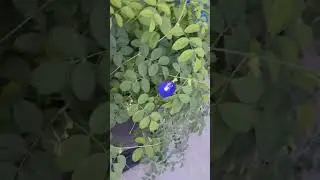Miracle Tree Moringa - Yellow Bells