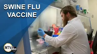 Husker scientists develop long-lasting swine flu vaccine to protect pigs and reduce human threat