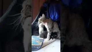 Cats kiss & wash upon wake up at home near sea. Subscribe! Котята у моря- утренние процедуры #shorts