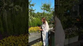 🌸 Сеем виолу в феврале &mdash; цветы уже весной