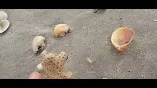 SCORING NICE CORAL BEFORE A STORM BEACHCOMBING