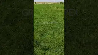 #GreenImpex #Rhodegrass #AgriBusiness #FarmingPakistan #FarmersOfPakistan