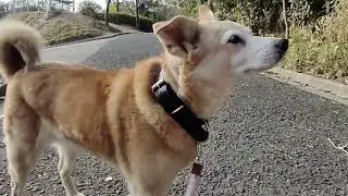 20260131am 愛されキャラ