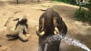Asian Elephant Raja Receives a Bath and Wellness Check at the Saint Louis Zoo