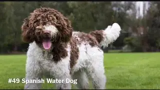 58 Hypoallergenic Dog Breeds