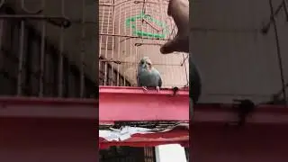 Love birds training
