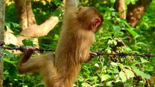 Oppe! Adorable Monkey playing alone in Phnom Pros Mountain
