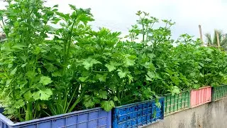 Выращивание сельдерея на террасе таким способом просто и эффективно