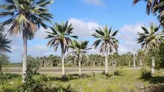 Copernicia gigas habitat in Cuba