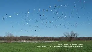20251231 Snow Geese and Ross's Geese Landing 1
