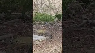 SMALL KOMODO DRAGON TRYING TO CATCH BIRD