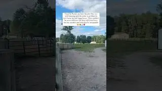A Gentle Friendship at the Farm #farm #horse #rescue #animalrescue
