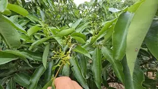 VƯỜN VẢI LỤC NGẠN TRỔ HOA ĐẠT 70%  I NÚI ĐỒI LỤC NGẠN