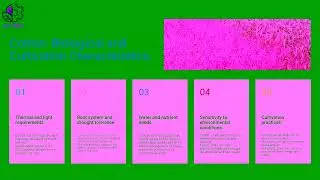 Module 2 U6 2 3 Textile plants   Ovidius University of Constanta