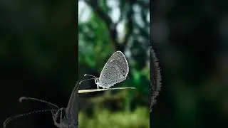 try this Creative butterfly photography 🌿🦋 #tutorial #tipsntricks #creative #ytshorts #short #edit