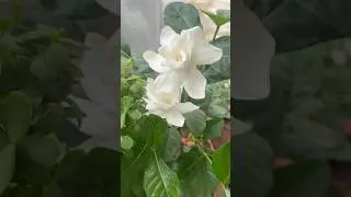 Gardenia Gandhraj Flower Plant🪴|#gandhraj  #gardenia plants benefits #botanical name #flowers