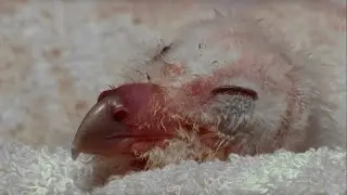 Cute Owl Chick Hatches | Super Powered Owls | BBC Earth