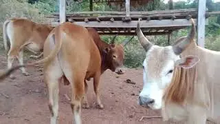 nyuam nyuj kub zoo