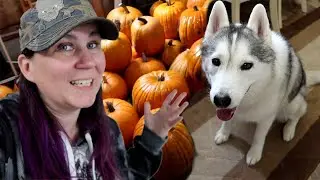 The PUMPKINS are Here!