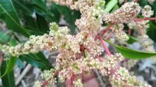Small  mango plant but lot of flowers 
