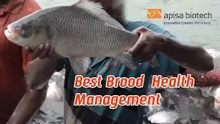 Best Brood Stock Health Maintenance | Apisa Biotech | Fish Health Management
