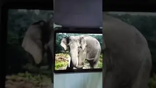 Elephant Trumpet Sound Effects