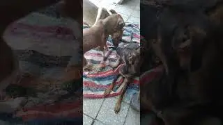 Longue partie de jeu entre Buito et Caro