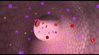 life cycle of malaria parasite of mosquito
