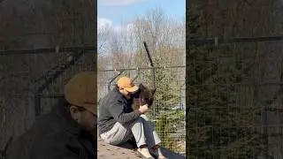 Дочь Акелы 😱‼️Канадская Волчица Багира #wolf #blackwolf