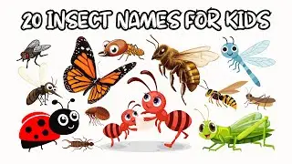 Learn 20 Insects Names for Kids | Insects Vocabulary with Pictures | Bug Learning Video for Children