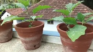പൂ ചട്ടിയിലെ പച്ചക്കറി കൃഷി./vegitable Gardening in flower Pot