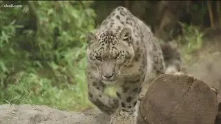 Snow leopard at San Diego Zoo tests positive for virus causing COVID-19